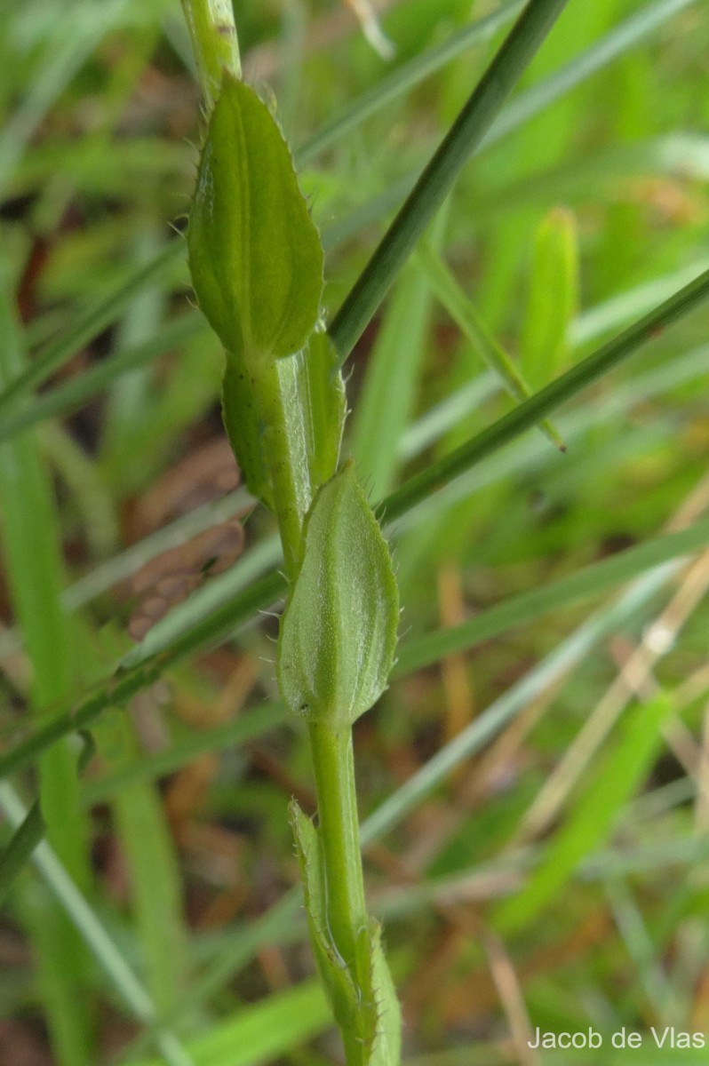 Salomonia ciliata (L.) DC.